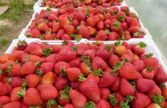 Frutilla