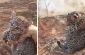 jaguar-rescatado-en-bolivia