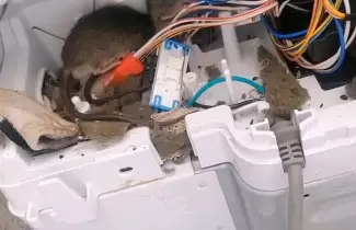 nido-ratas-lavarropas
