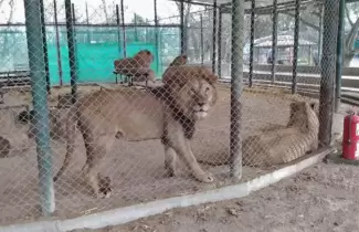 leones-zoo-de-lujan-