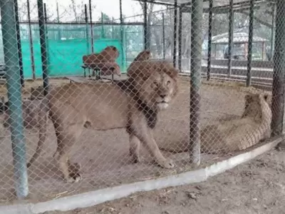 leones-zoo-de-lujan-