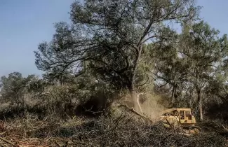bosque-nativo