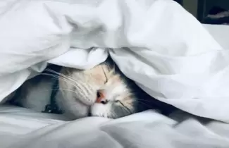 gato-dormir-bien-nordico-kwtB-1200x630@abc