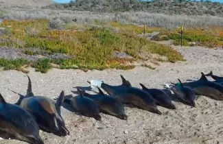 delfines-muertos-rio-negro