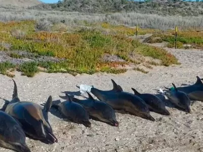 delfines-muertos-rio-negro