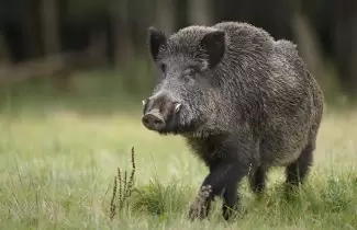 jabali-