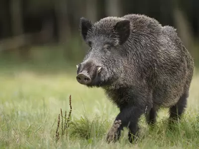 jabali-