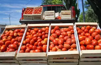 cajon-tomate