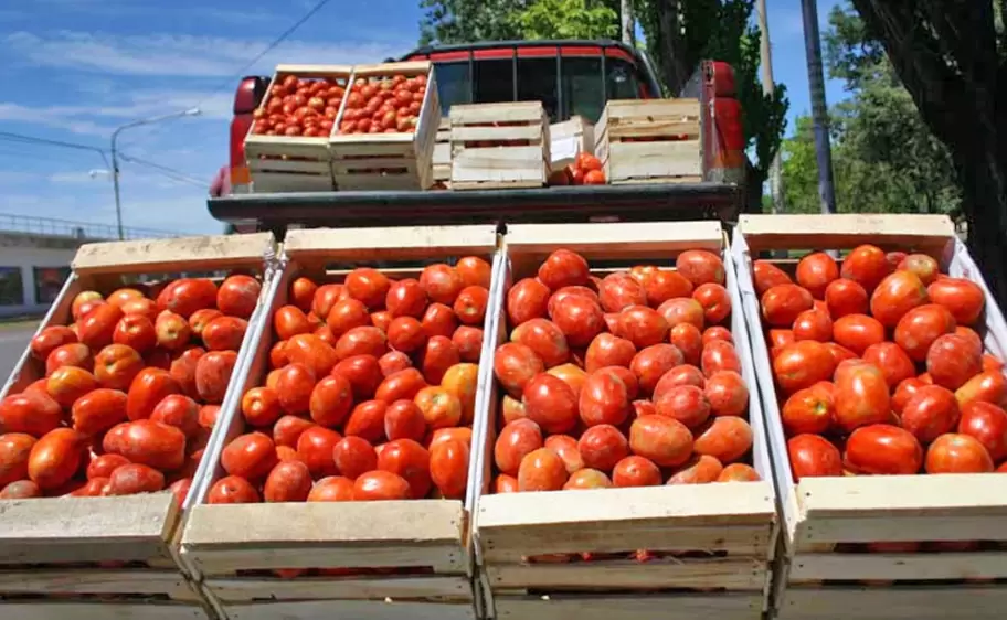cajon-tomate