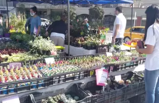 Paseo-de-las-plantas