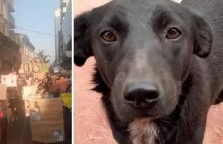 negrita-maltrato-animal