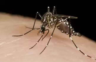 dengue
