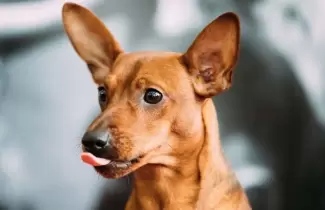 perrita-pincher