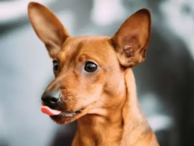 perrita-pincher