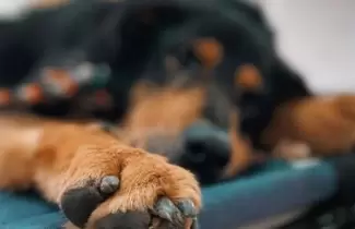 maltrato-animal