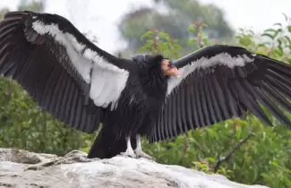 condor