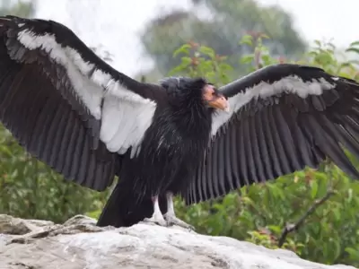 condor