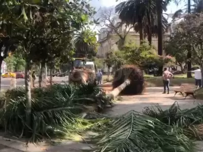 palmeras-plaza-belgrano
