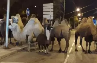 camellos-madrid-