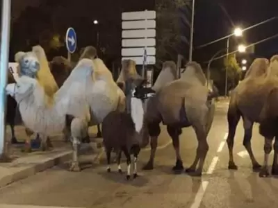 camellos-madrid-