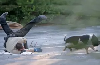 policia-cerdo