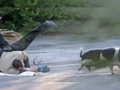 policia-cerdo