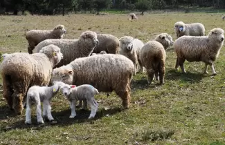 ovejas