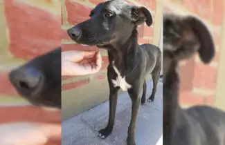 negrita