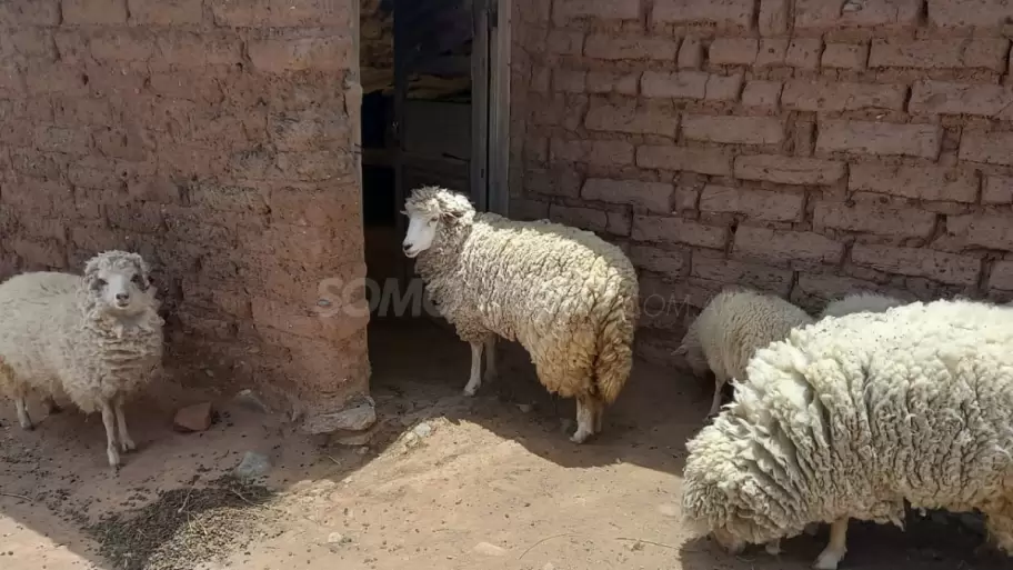 Ovejas-Agrotecnica-de-Abra-Pampa