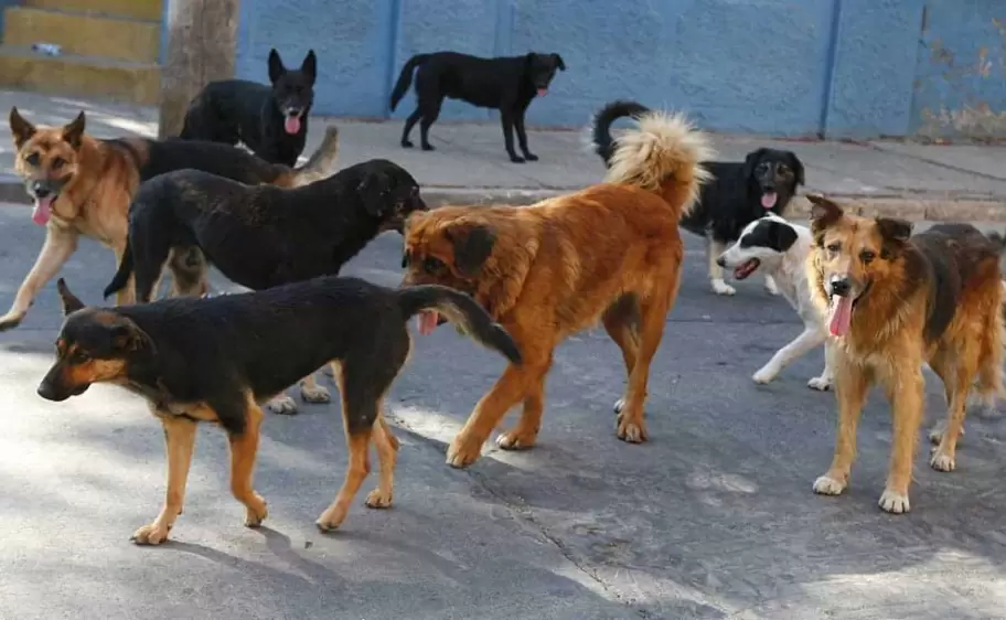 perros-callejeros