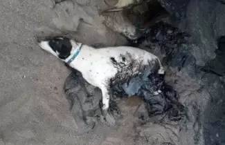 perro-empetrolado