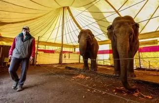 elefante-circo-