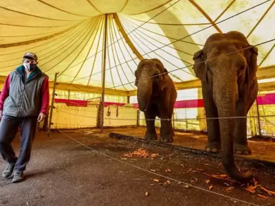 elefante-circo-