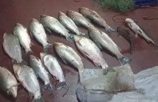 pesca-ok