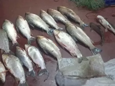 pesca-ok