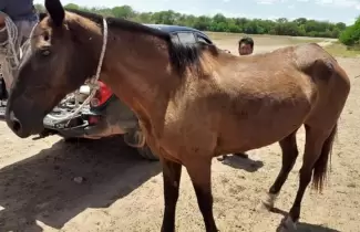 caballo-robo
