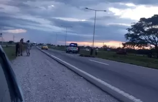 caballo-muerto-en-la-ruta