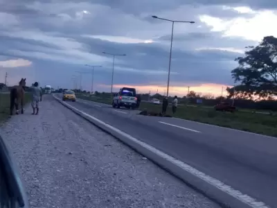 caballo-muerto-en-la-ruta