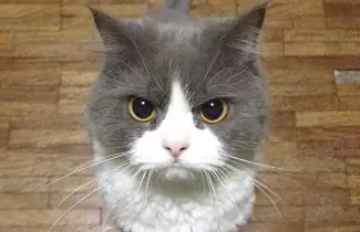 gato