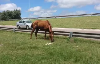 caballo-via-publica-