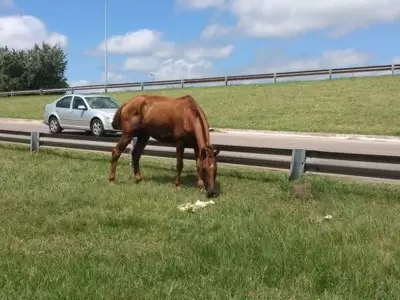 caballo-via-publica-