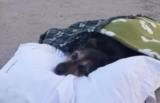 perrita-mar