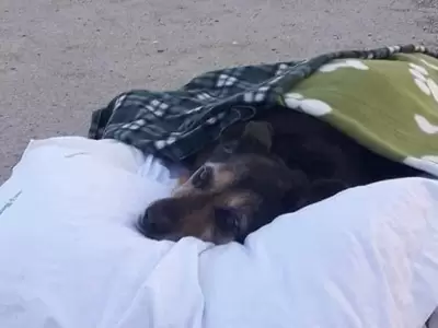 perrita-mar