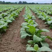 Jujuy: los productores de tabaco no sufrieron daos significativos en la cosecha tras el temporal