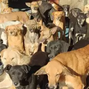 El Hogar San Roque necesita ayuda para alimentar a los 586 perros que alberga