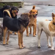 Alumnos de la Escuela Profesional Sarmiento realizan donaciones para los animales callejeros