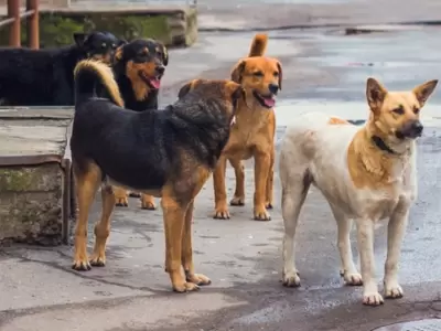 perros-callejeros
