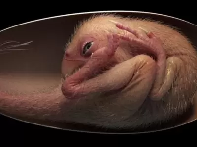 embrion-de-dinosaurio