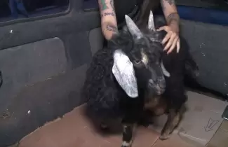 cabrito-ok