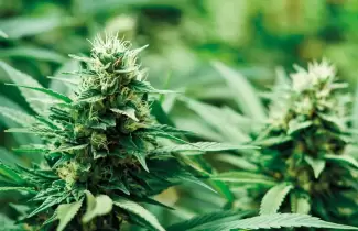 cannabis